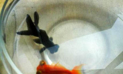 大眼金魚好不好養