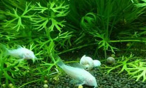 紅色觀賞魚有哪些品種