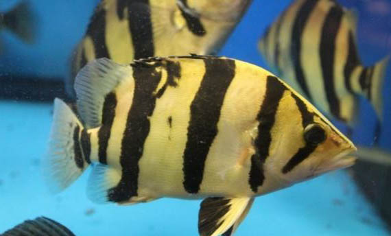 夏天家庭養(yǎng)魚(yú)怎么樣避暑啊