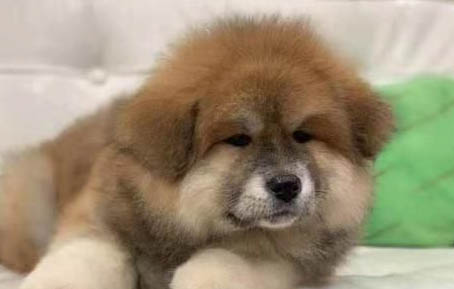 狗狗惡心嘔吐是咋回事？