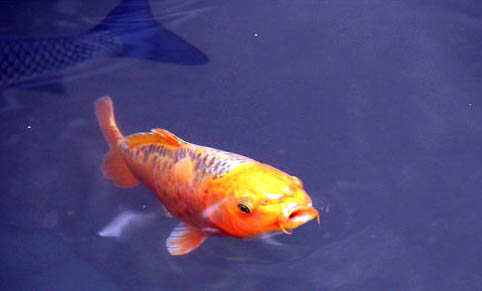 瑪麗魚生完小魚需要單獨養殖嗎