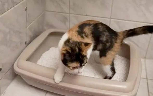 小貓飼養時有哪些注意事項