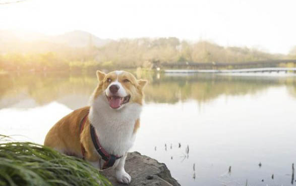 狗脫皮是什么原因有哪些