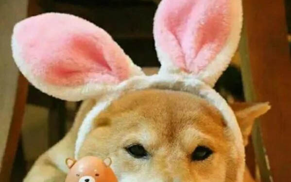 有些狗狗為何養不熟