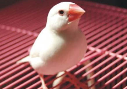 飼養(yǎng)白文鳥(niǎo)的注意事項(xiàng)