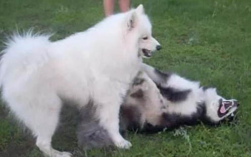 格力犬價格多少錢一只