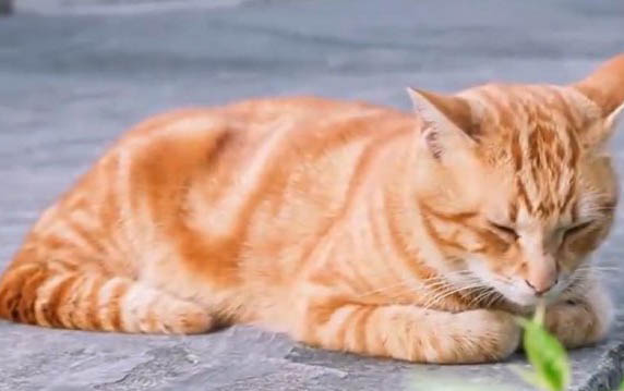 貓咪不能吃什么肉