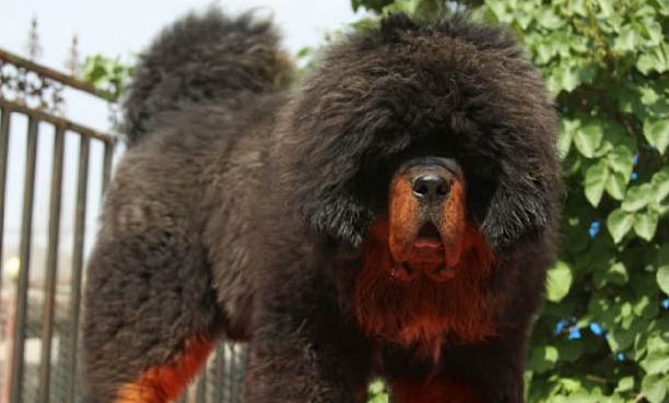 藏獒為什么貴
