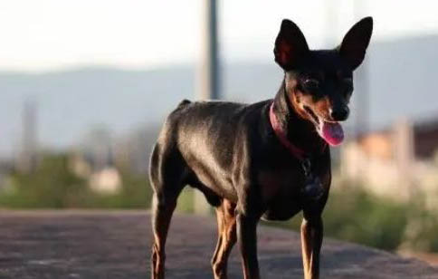 小鹿犬的品種介紹