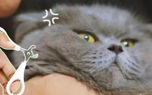 貓時不時打噴嚏怎么回事