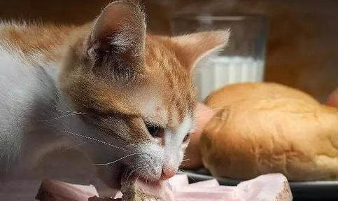 貓咪死后會不會有呼吸