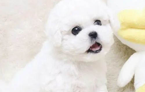 狗狗吐血拉血有哪些原因?