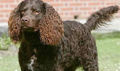 川東獵犬幼犬哪里有賣