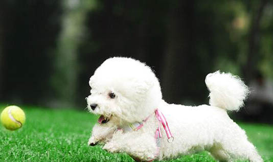 如何訓(xùn)練比熊犬定點大小便