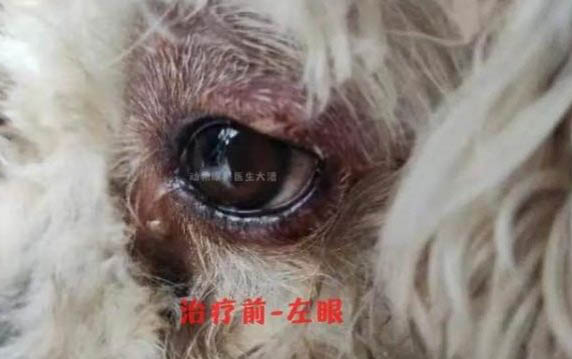 狗狗四腳朝天扭動的原因及處理方法