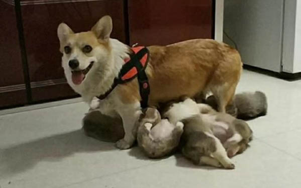 如何選取寵物狗幼犬狗糧呢