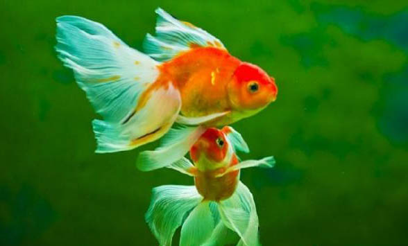 金魚缸的水渾濁怎么辦