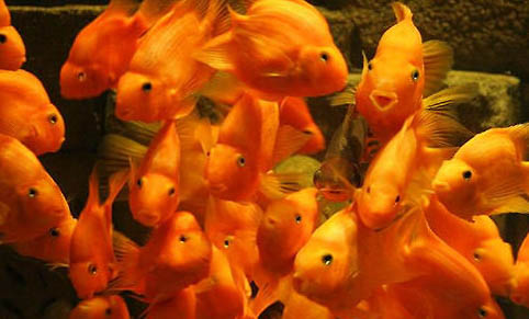 魚缸過濾系統