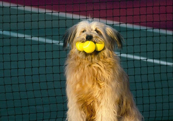 獵犬品種有哪些