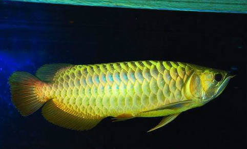 龍魚打架怎么辦