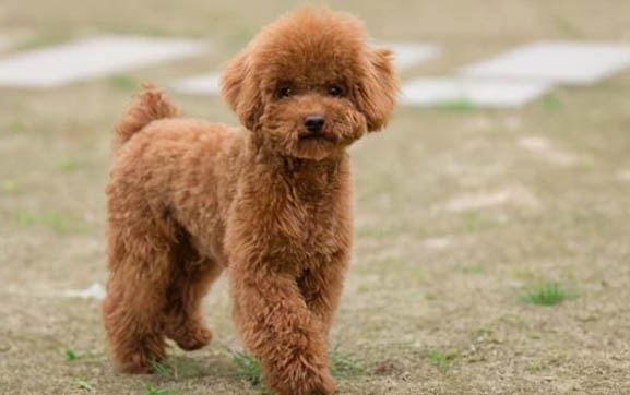 犬瘟對(duì)貓有影響嗎