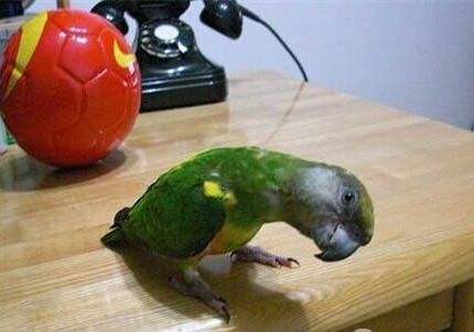 玄鳳鸚鵡感冒癥狀