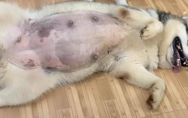 狗狗這幾個肢體語言你知道是什么么