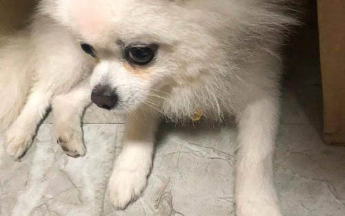 博美都有什么顏色