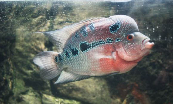 魚塘下尿素多久魚開口