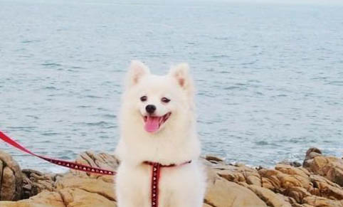 狗多大算是成犬