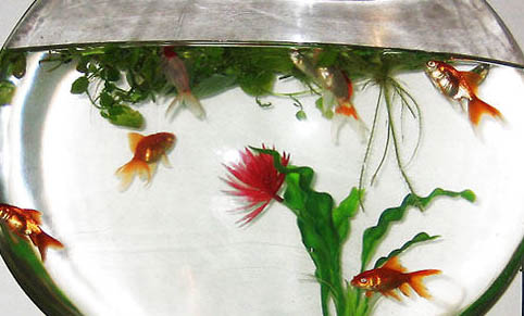 養魚的數量