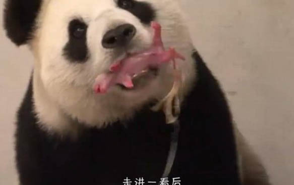 狗狗咳嗽半個月還沒好怎么辦