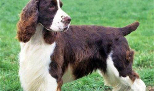 史賓格犬一般多少錢一只史賓格犬價格為1500~3500元