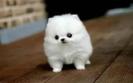 茶杯犬在哪里買
