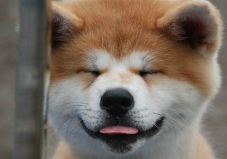 如何挑選秋田犬幼犬