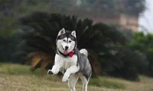 怎么讓狗狗不亂叫