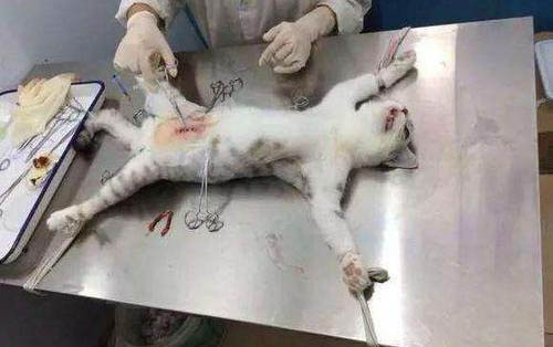 貓可以吃生雞蛋液嗎