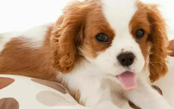 狗懷孕愛睡覺