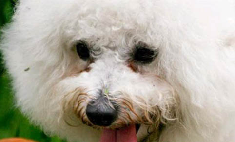 狗狗怎樣預防犬瘟熱