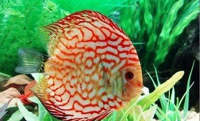 七彩神仙魚可以和什么魚一起混養
