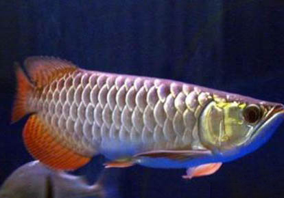 龍魚為什么一側掉眼?