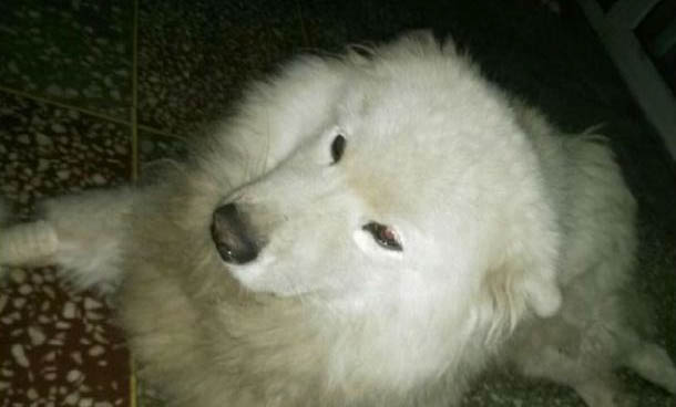 狗狗冠狀病毒的癥狀有哪些