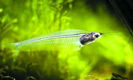 玻璃拉拉魚(yú)好養(yǎng)嗎