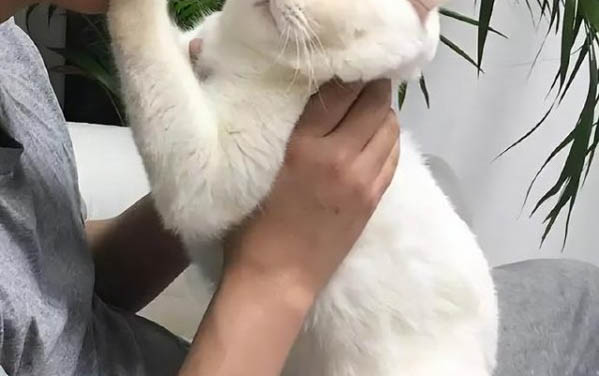 貓容易生病嗎