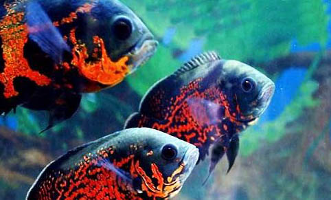 魚缸凈水劑對魚有害嗎