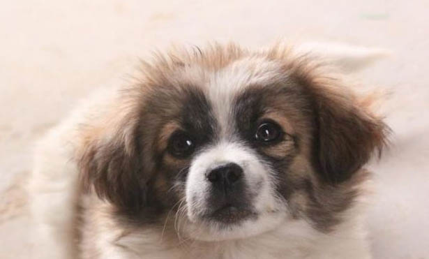 狗狗細小病毒好轉有哪些表現