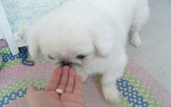 狗身上跳蚤長什么樣子