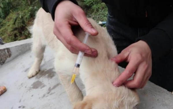加納利犬在哪里買