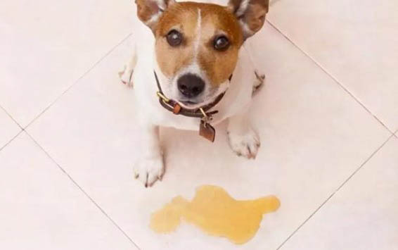 狗狗幼犬能不能吃紅棗