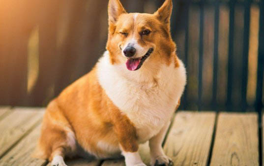狗狗驅蟲藥哪個牌子好?